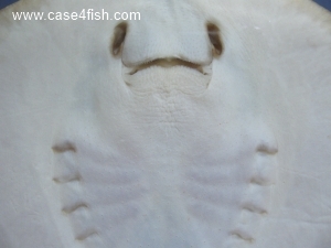 Foto Galerie/Myliobatiformes/Dasyatis pastinaca/Dasyatis pastinaca_03_S.jpg